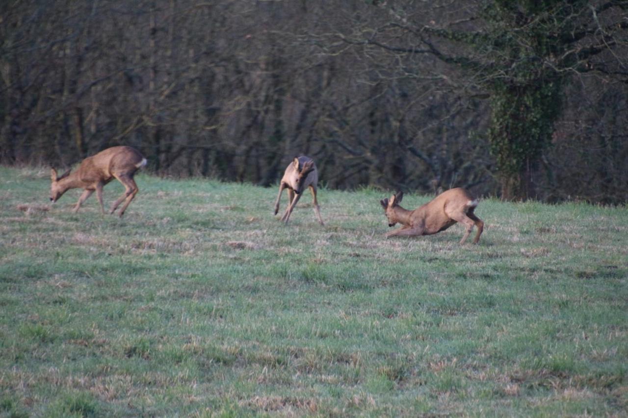 D'hotes, Zimmer, Domaine De Kervennec Frühstückspension Carhaix-Plouguer